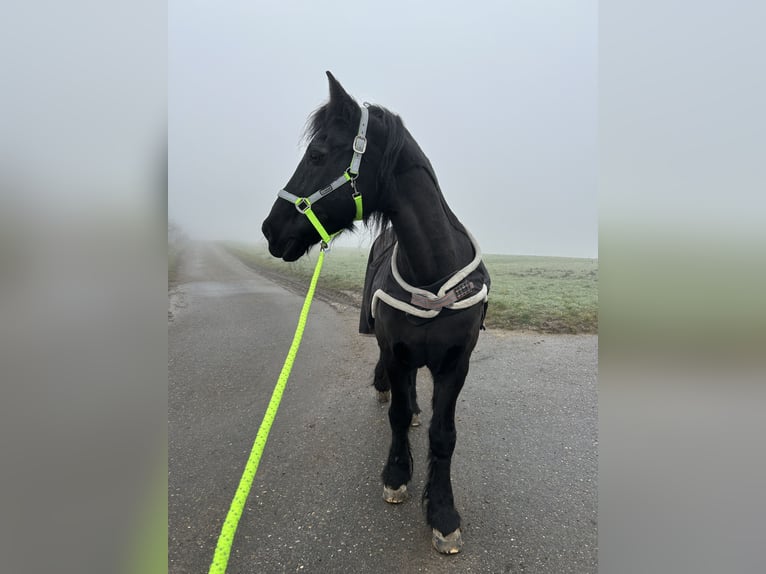 Friesen Wallach 24 Jahre 160 cm Rappe in Wiernsheim
