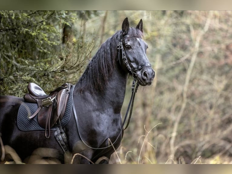 Friesen Wallach 24 Jahre 160 cm Rappe in Wiernsheim