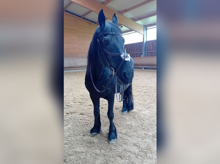 Friesen Wallach 24 Jahre 160 cm Rappe in Wiernsheim