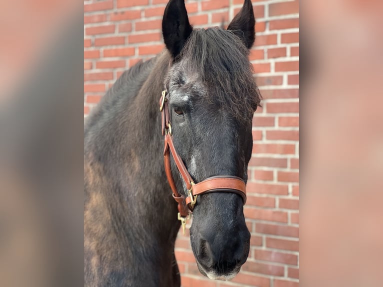 Friesen Wallach 25 Jahre 160 cm Rappe in Hamburg Heimfeld