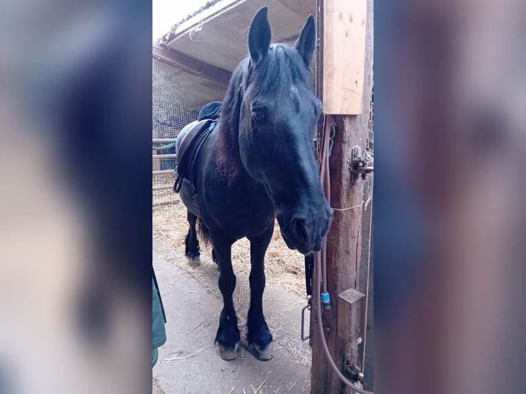 Friesen Wallach 25 Jahre 160 cm Rappe in Wiernsheim