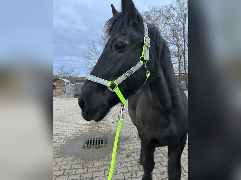 Friesen Wallach 25 Jahre 160 cm Rappe in Wiernsheim