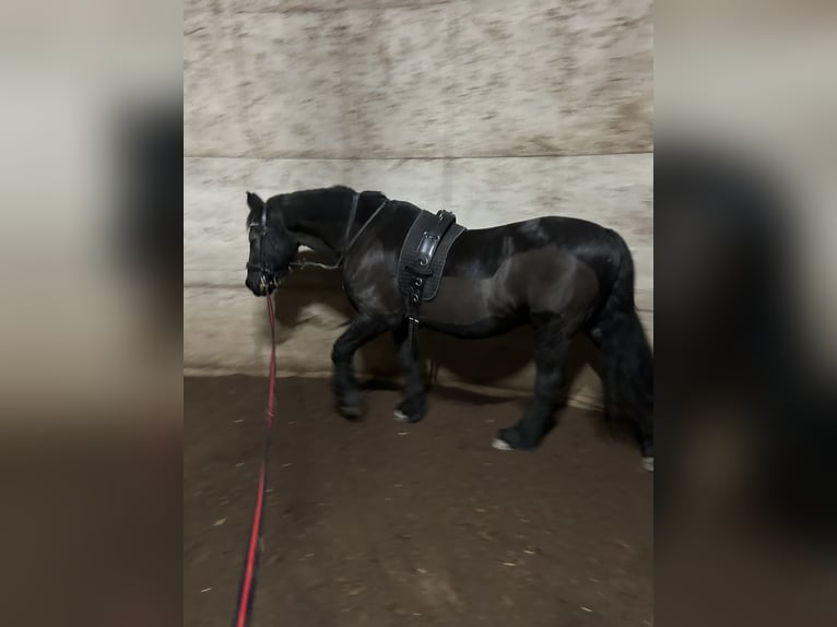 Friesen Wallach 25 Jahre 160 cm Rappe in Wiernsheim