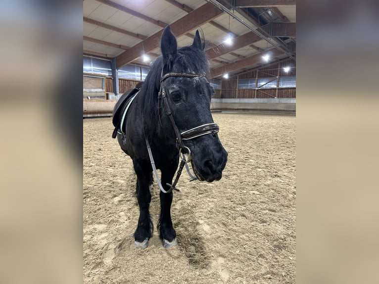 Friesen Wallach 25 Jahre 160 cm Rappe in Wiernsheim