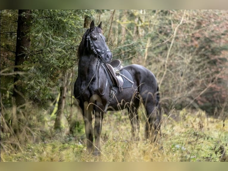Friesen Wallach 25 Jahre 160 cm Rappe in Wiernsheim