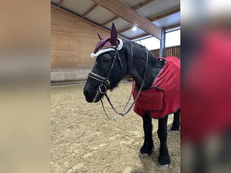 Friesen Wallach 25 Jahre 160 cm Rappe in Wiernsheim