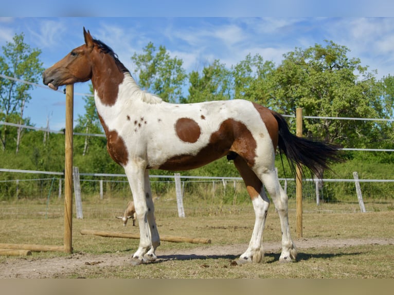 Friesen Mix Wallach 2 Jahre 160 cm Schecke in Romorantin-Lanthenay