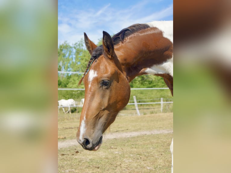 Friesen Mix Wallach 2 Jahre 160 cm Schecke in Romorantin-Lanthenay