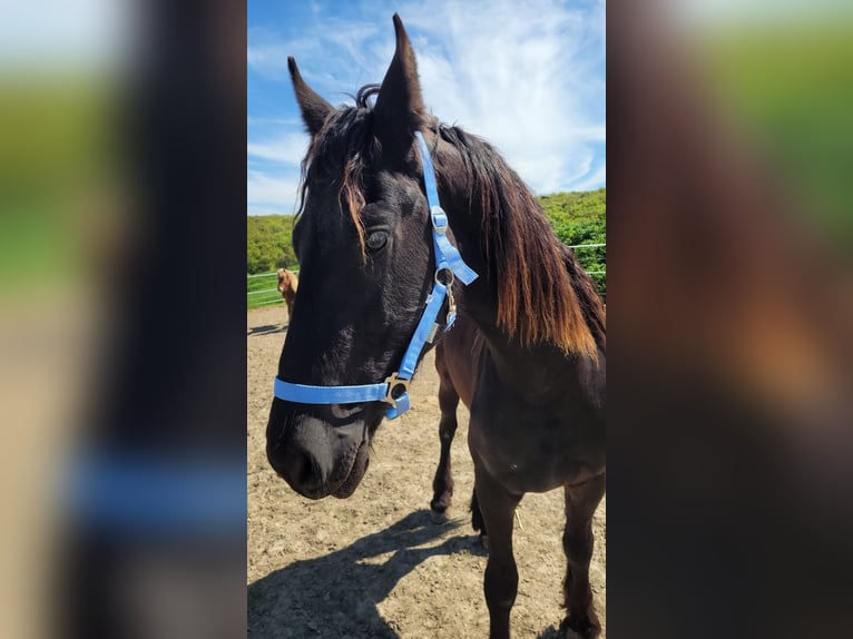 Friesen Wallach 2 Jahre 165 cm Rappe in Unkel