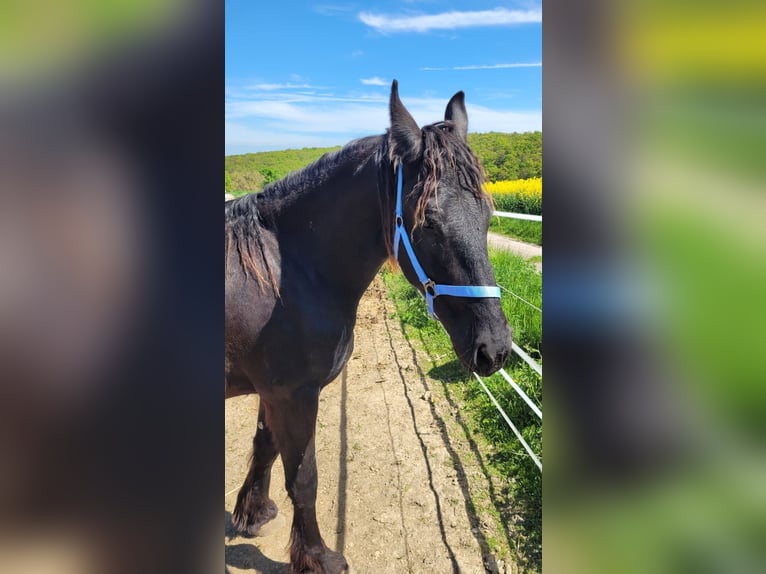 Friesen Wallach 2 Jahre 165 cm Rappe in Unkel