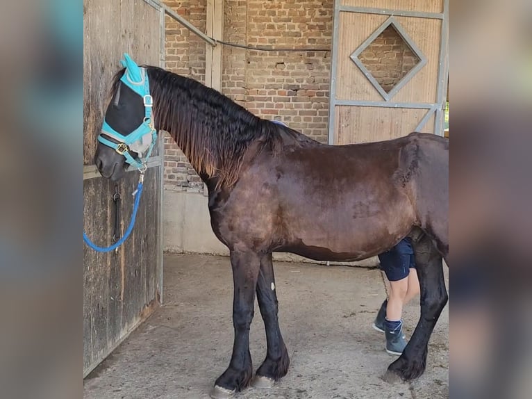 Friesen Wallach 2 Jahre 168 cm Rappe in Unkel