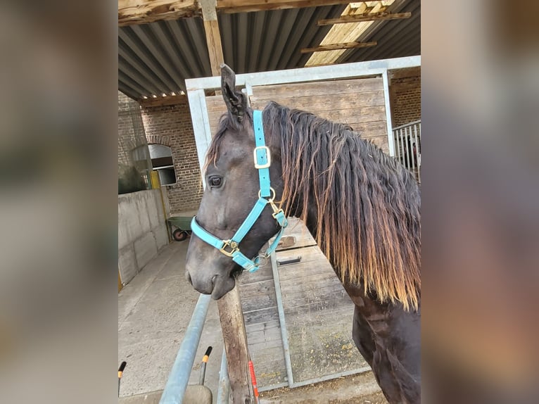 Friesen Wallach 2 Jahre 168 cm Rappe in Unkel