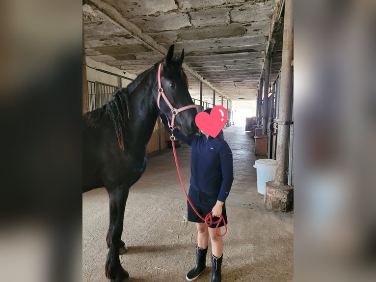 Friesen Wallach 2 Jahre 170 cm Rappe in Unkel