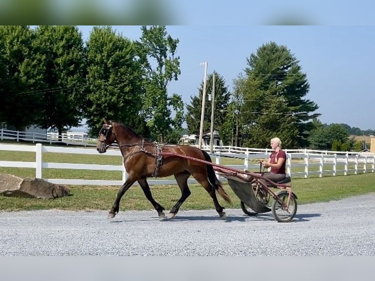 Friesen Wallach 3 Jahre 147 cm Rotbrauner in Narvon, PA