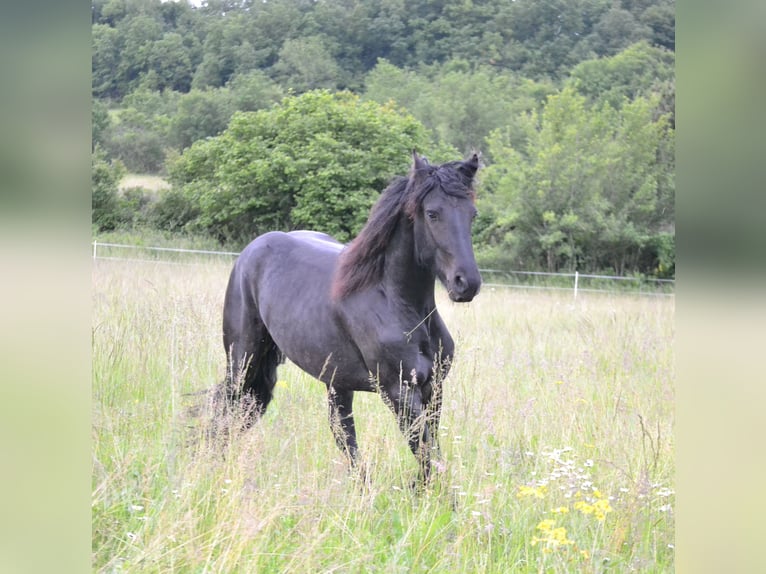 Friesen Wallach 3 Jahre 152 cm Rappe in Goudourville