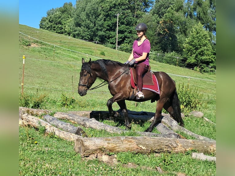 Friesen Mix Wallach 3 Jahre 152 cm Rappe in Bayerbach