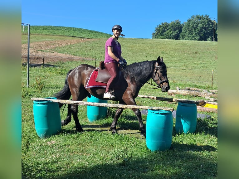 Friesen Mix Wallach 3 Jahre 152 cm Rappe in Bayerbach
