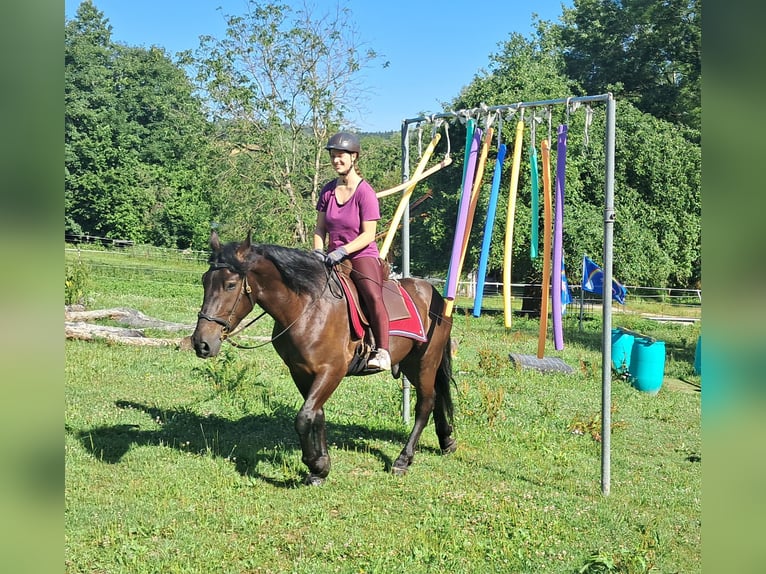 Friesen Mix Wallach 3 Jahre 152 cm Rappe in Bayerbach