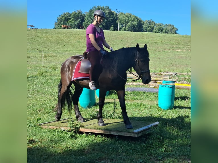 Friesen Mix Wallach 3 Jahre 152 cm Rappe in Bayerbach