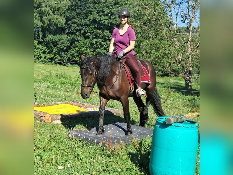 Friesen Mix Wallach 3 Jahre 152 cm Rappe in Bayerbach