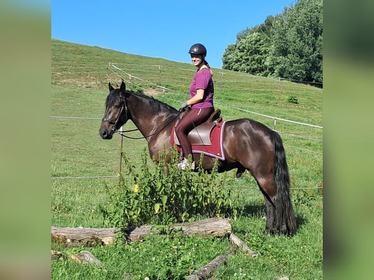 Friesen Mix Wallach 3 Jahre 152 cm Rappe in Bayerbach