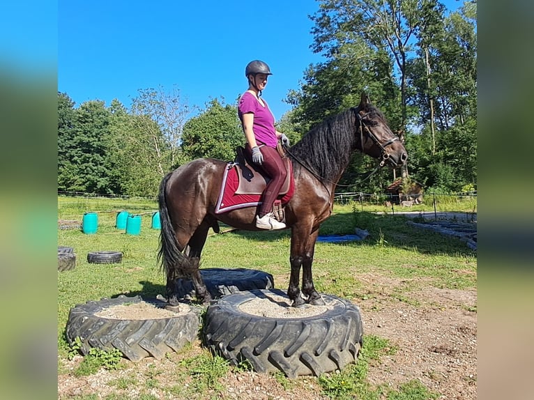 Friesen Mix Wallach 3 Jahre 152 cm Rappe in Bayerbach