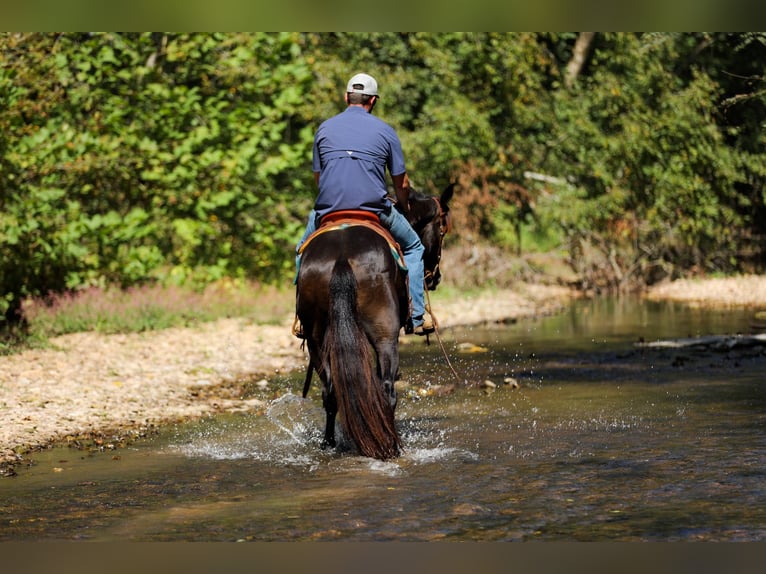 Friesen Wallach 3 Jahre 152 cm Rappe in Santa Fe