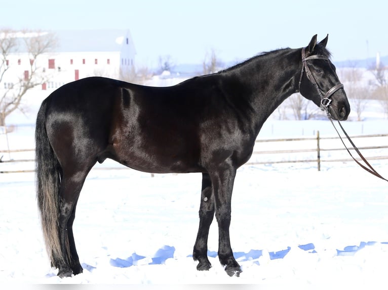 Friesen Mix Wallach 3 Jahre 155 cm Rappe in Gap