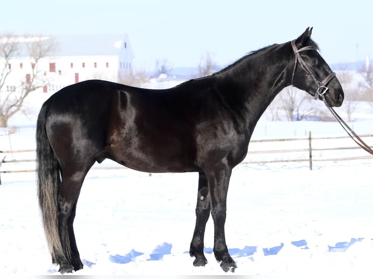 Friesen Mix Wallach 3 Jahre 155 cm Rappe in Gap