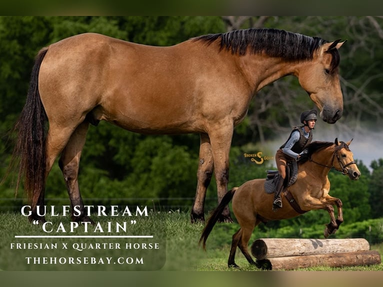 Friesen Mix Wallach 3 Jahre 157 cm Buckskin in Bogard, MO