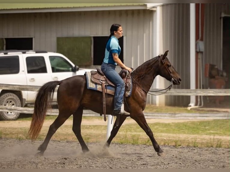 Friesen Wallach 3 Jahre 157 cm Rappe in Conway