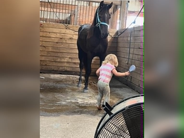 Friesen Wallach 3 Jahre 157 cm Rappe in Conway