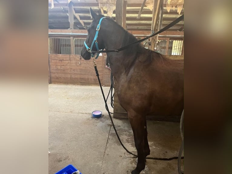 Friesen Wallach 3 Jahre 157 cm Rappe in Conway