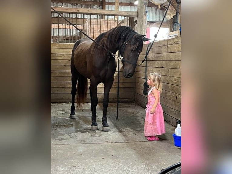 Friesen Wallach 3 Jahre 157 cm Rappe in Conway
