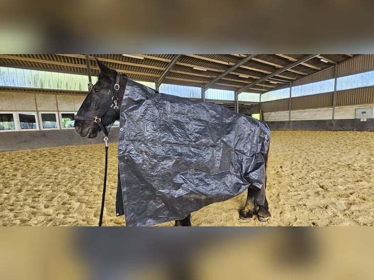 Friesen Wallach 3 Jahre 160 cm Schwarzbrauner in Neukirchen-Vluyn