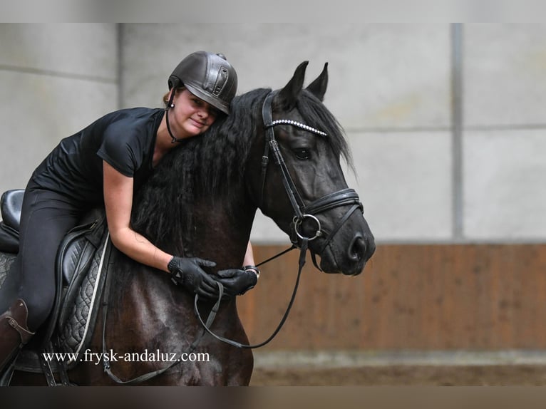 Friesen Wallach 3 Jahre 163 cm Rappe in Mijnsheerenland