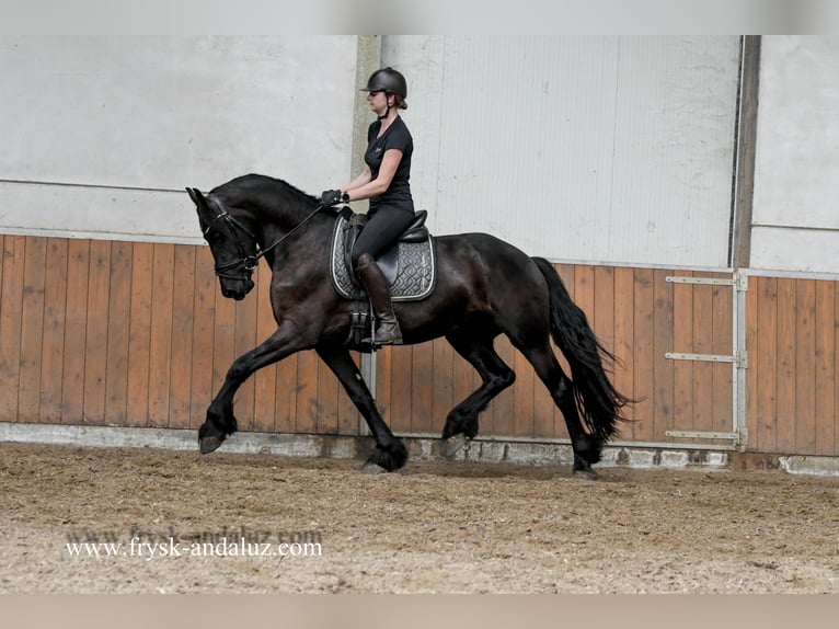 Friesen Wallach 3 Jahre 163 cm Rappe in Mijnsheerenland