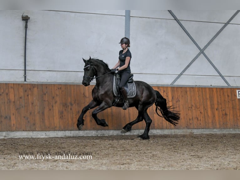 Friesen Wallach 3 Jahre 163 cm Rappe in Mijnsheerenland