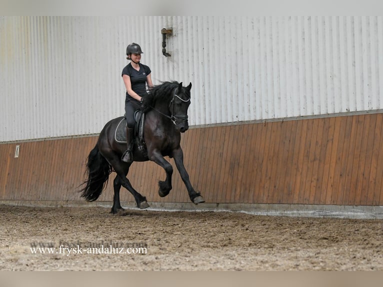 Friesen Wallach 3 Jahre 163 cm Rappe in Mijnsheerenland