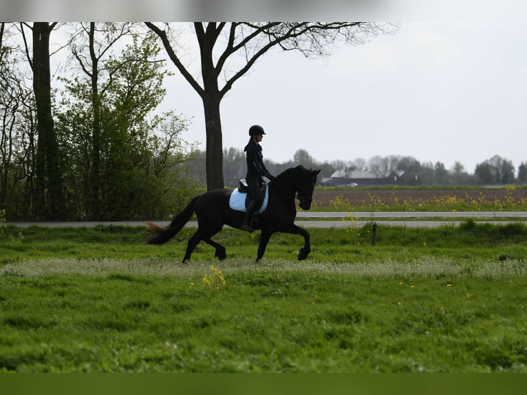 Friesen Wallach 3 Jahre 164 cm  in Mijnsheerenland
