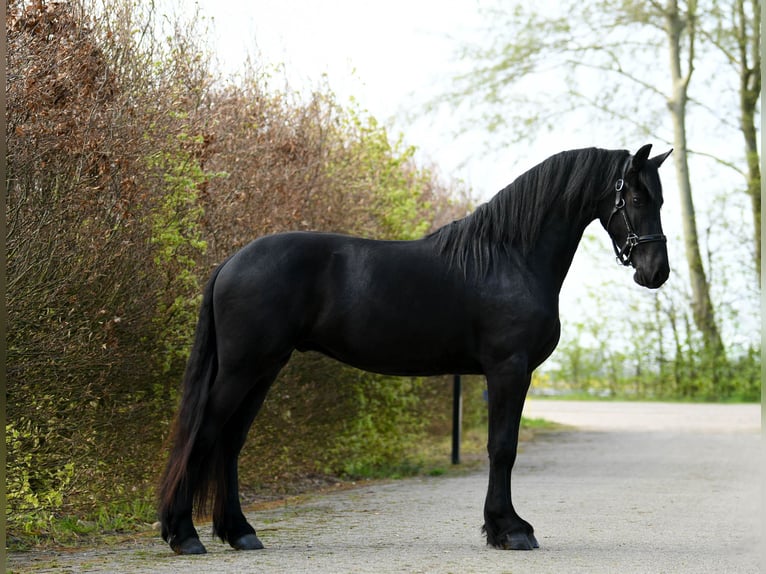 Friesen Wallach 3 Jahre 164 cm  in Mijnsheerenland