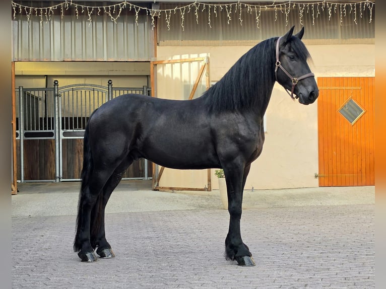 Friesen Wallach 3 Jahre 164 cm Rappe in Ochtendung
