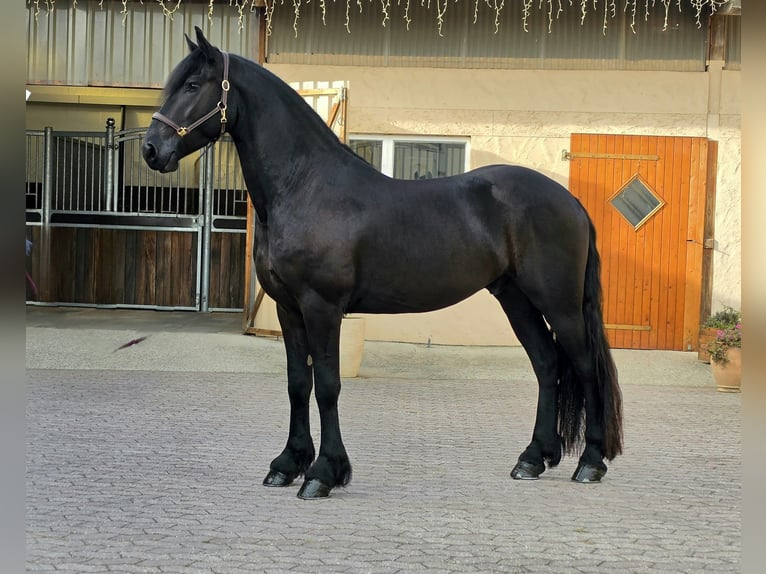 Friesen Wallach 3 Jahre 164 cm Rappe in Ochtendung