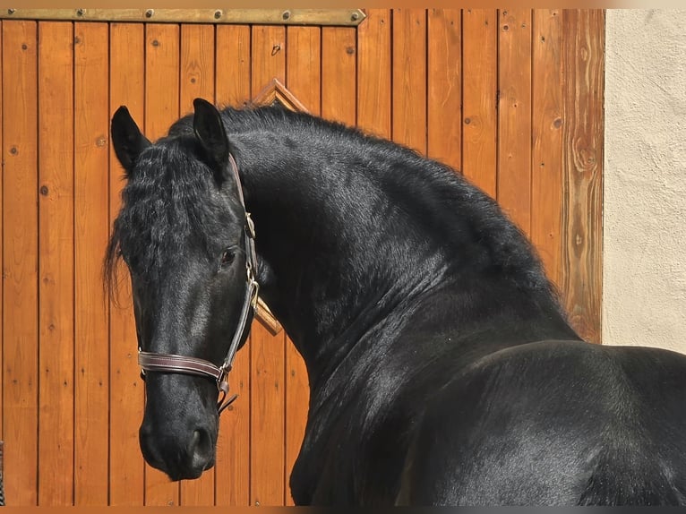 Friesen Wallach 3 Jahre 164 cm Rappe in Ochtendung