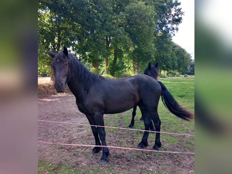 Friesen Mix Wallach 3 Jahre 164 cm Rappe in Gro&#xDF;efehn Bagband