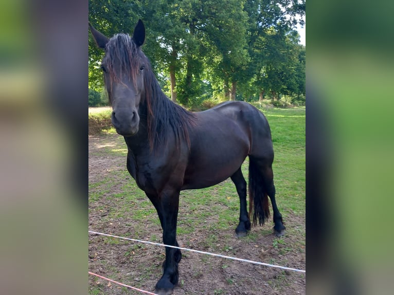 Friesen Mix Wallach 3 Jahre 164 cm Rappe in Gro&#xDF;efehn Bagband