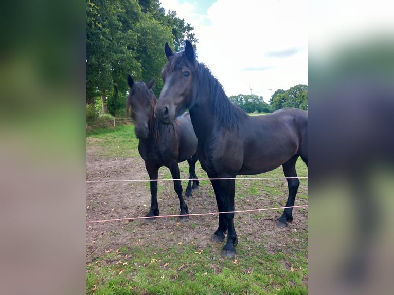 Friesen Mix Wallach 3 Jahre 164 cm Rappe in Gro&#xDF;efehn Bagband