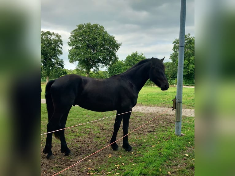 Friesen Mix Wallach 3 Jahre 164 cm Rappe in Gro&#xDF;efehn Bagband