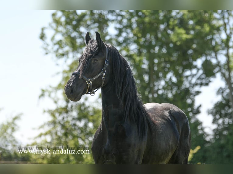 Friesen Wallach 3 Jahre 165 cm Rappe in Mijnsheerenland