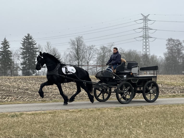 Friesen Wallach 3 Jahre 165 cm Rappe in Riedlingen